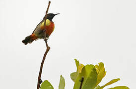 Anchieta's Sunbird