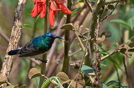 Oustalet's Sunbird