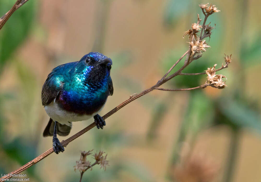 Oustalet's Sunbird male adult, aspect