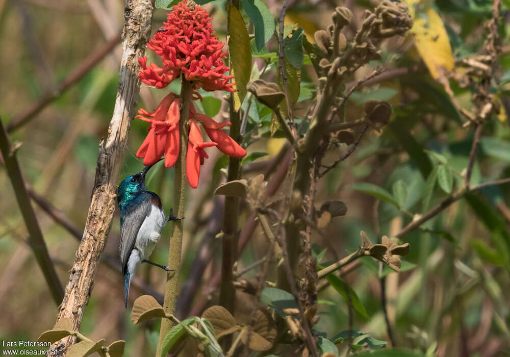 Oustalet's Sunbird male, identification