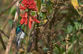 Oustalet's Sunbird