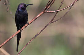 Bocage's Sunbird