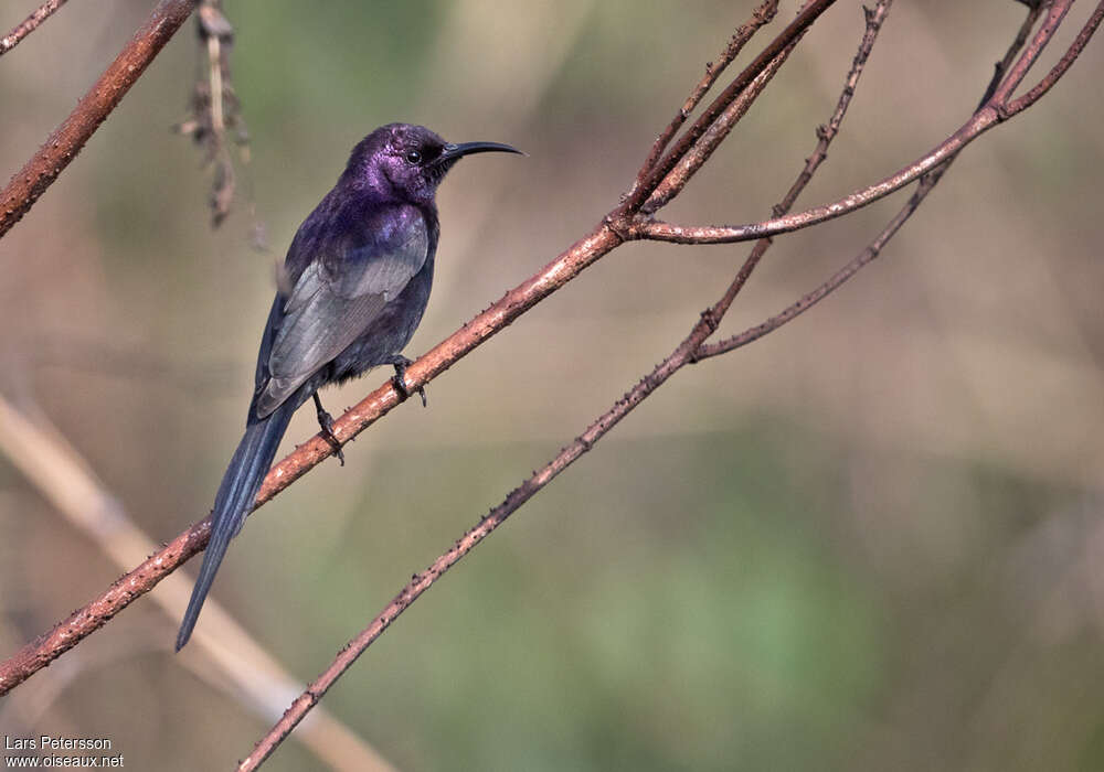 Bocage's Sunbird male adult breeding, identification