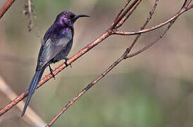 Bocage's Sunbird