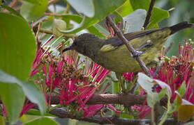 Orange-tufted Sunbird