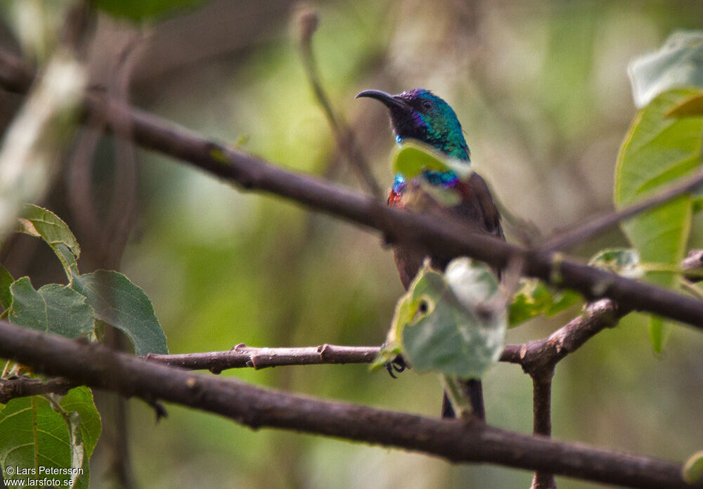 Orange-tufted Sunbird