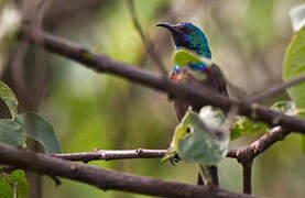 Orange-tufted Sunbird