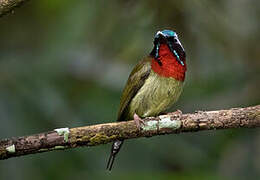 Fork-tailed Sunbird