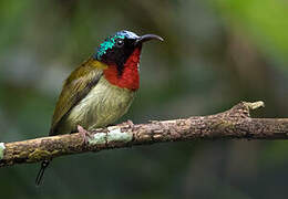 Fork-tailed Sunbird