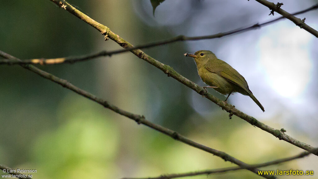 Fraser's Sunbird