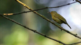 Fraser's Sunbird