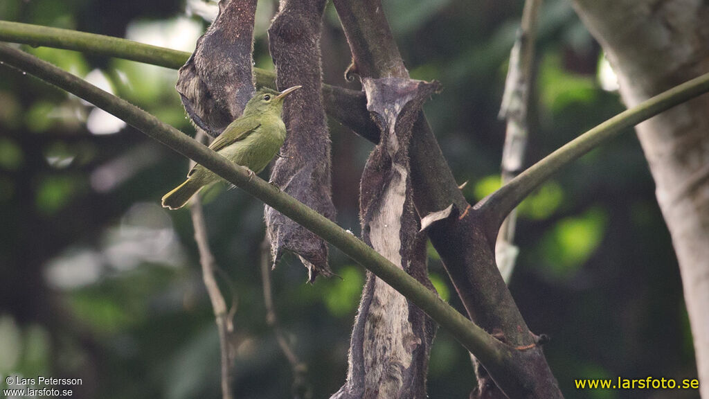 Fraser's Sunbird