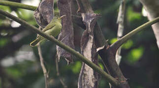 Fraser's Sunbird