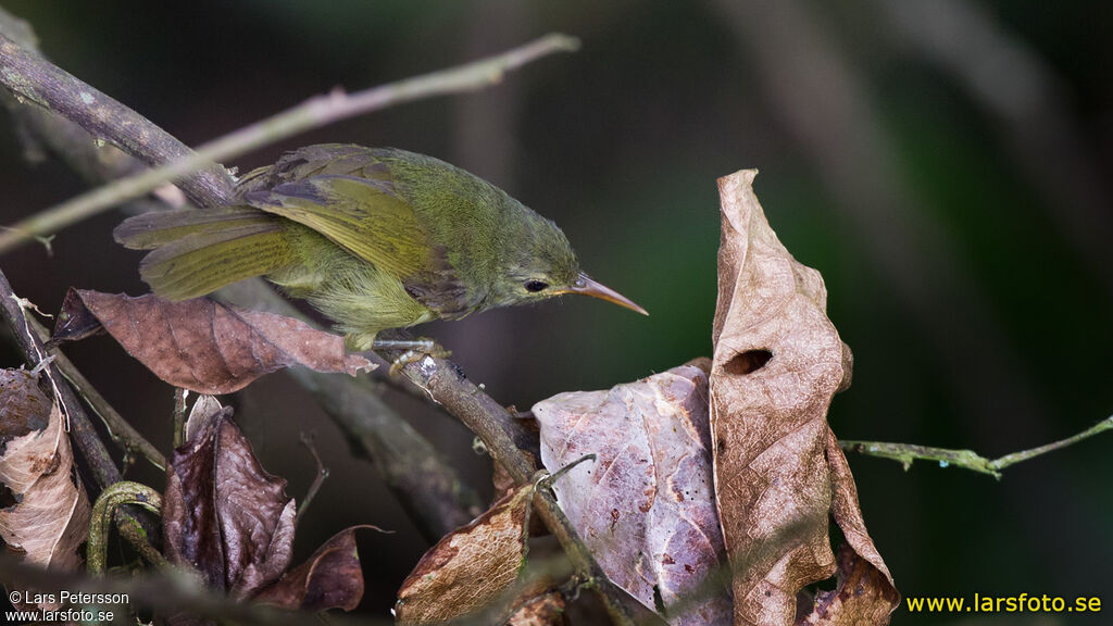 Fraser's Sunbird