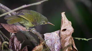 Fraser's Sunbird