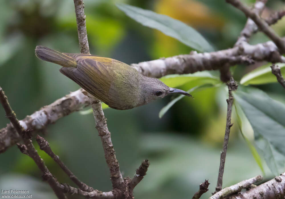 Mrs. Gould's Sunbird female adult, identification