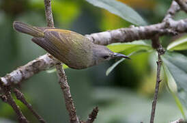 Mrs. Gould's Sunbird