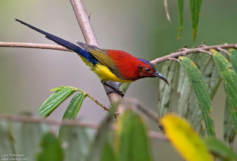 Mrs. Gould's Sunbird male adult, identification