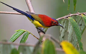 Mrs. Gould's Sunbird