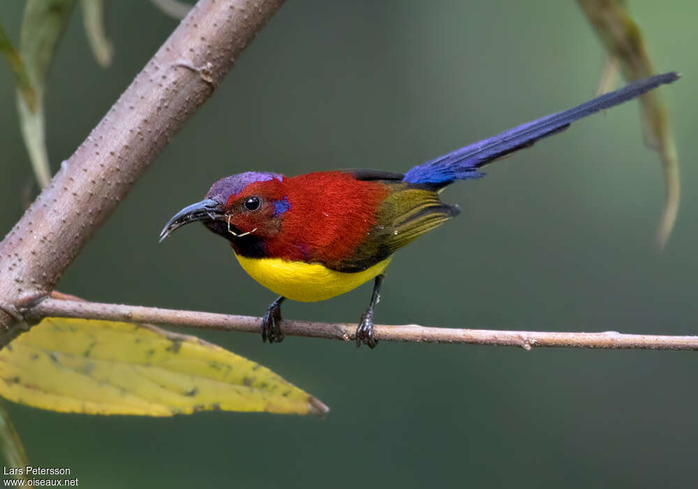 Mrs. Gould's Sunbird male adult breeding, eats