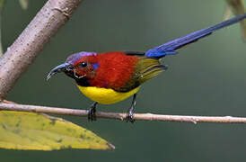 Mrs. Gould's Sunbird