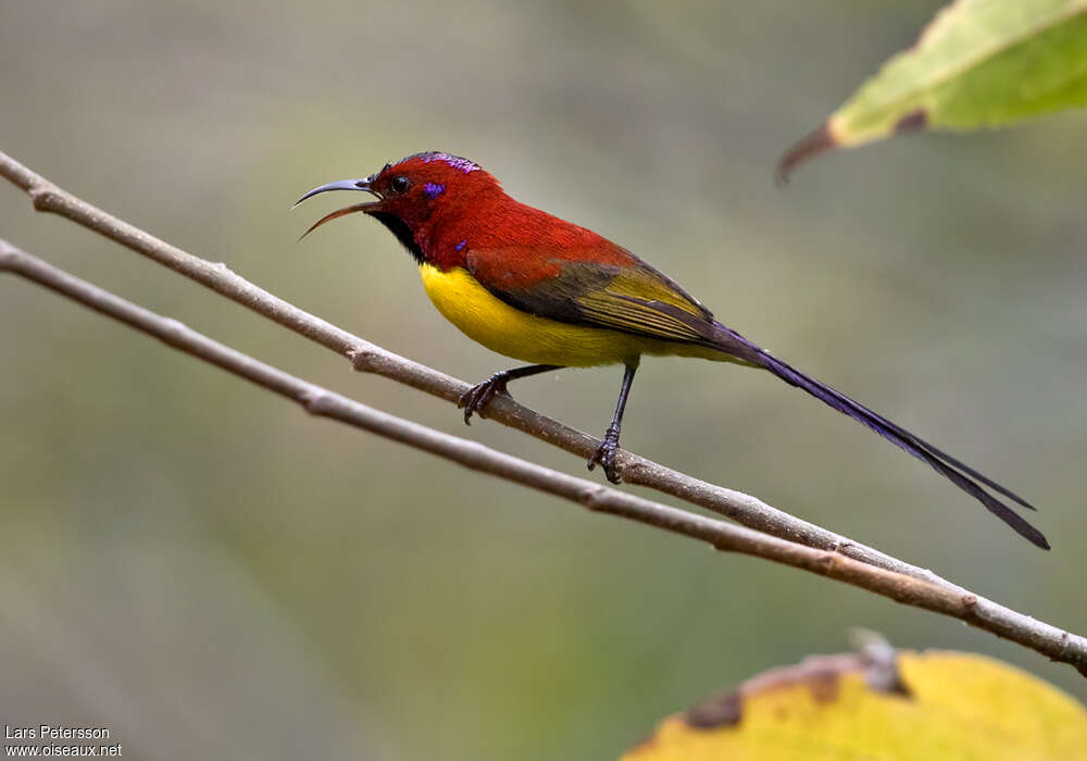 Mrs. Gould's Sunbird male adult