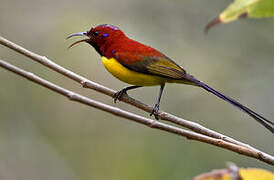 Mrs. Gould's Sunbird