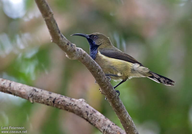 Principe Sunbird male adult, identification