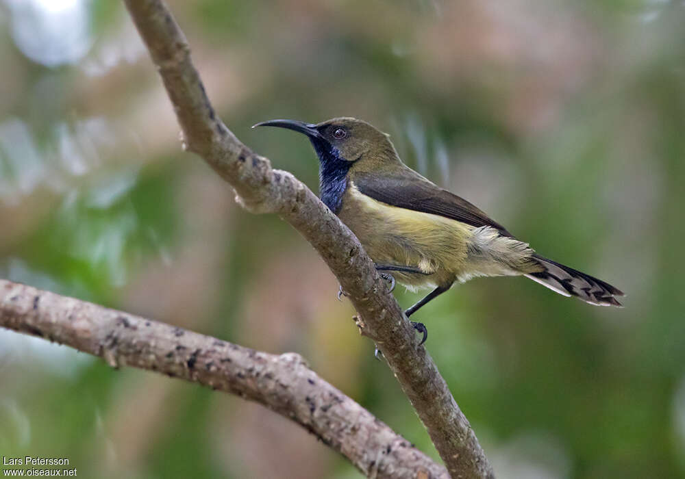 Principe Sunbird male adult, identification