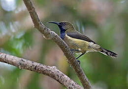 Principe Sunbird