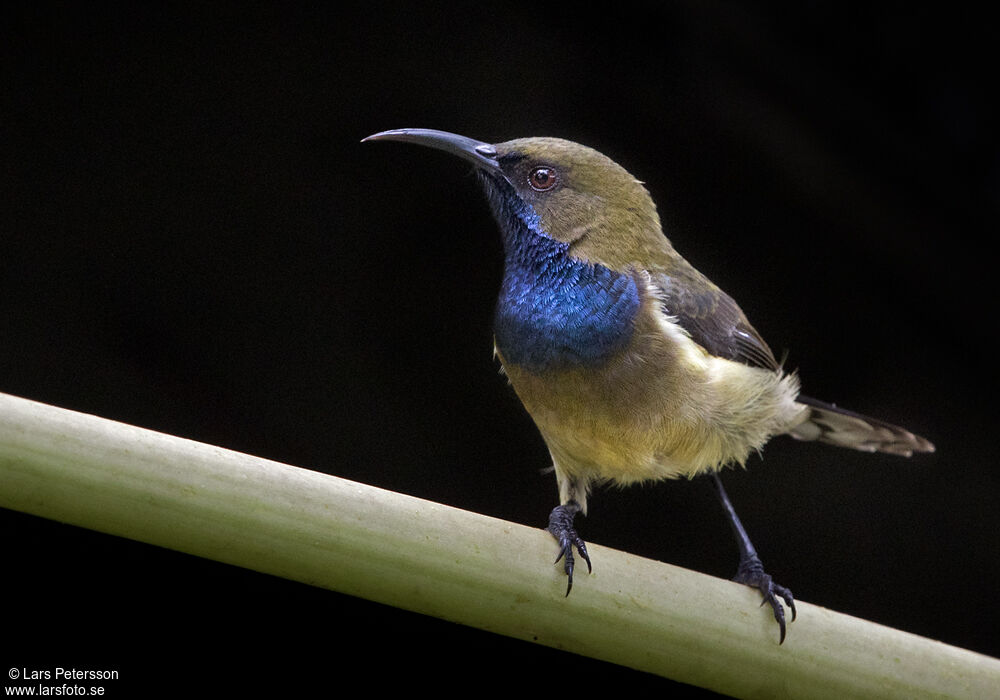 Principe Sunbird