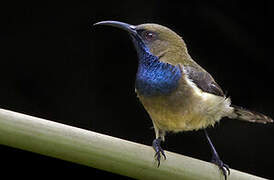 Principe Sunbird