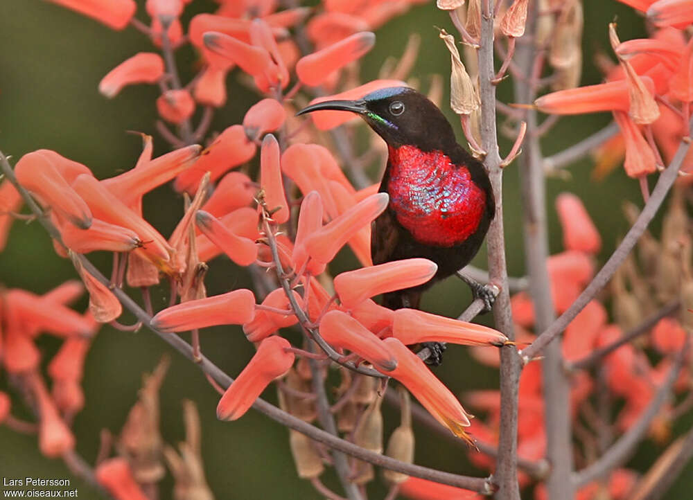 Hunter's Sunbird male adult breeding, close-up portrait, pigmentation