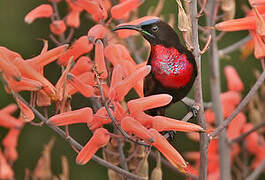 Hunter's Sunbird