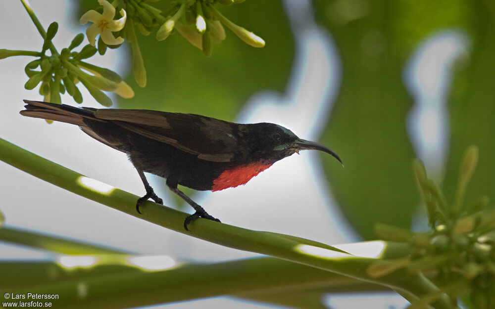 Hunter's Sunbird