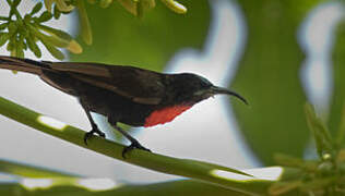 Hunter's Sunbird