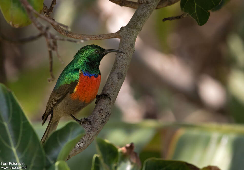 Ludwig's Double-collared Sunbird male adult, identification