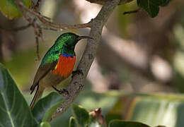 Ludwig's Double-collared Sunbird