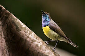 Newton's Sunbird