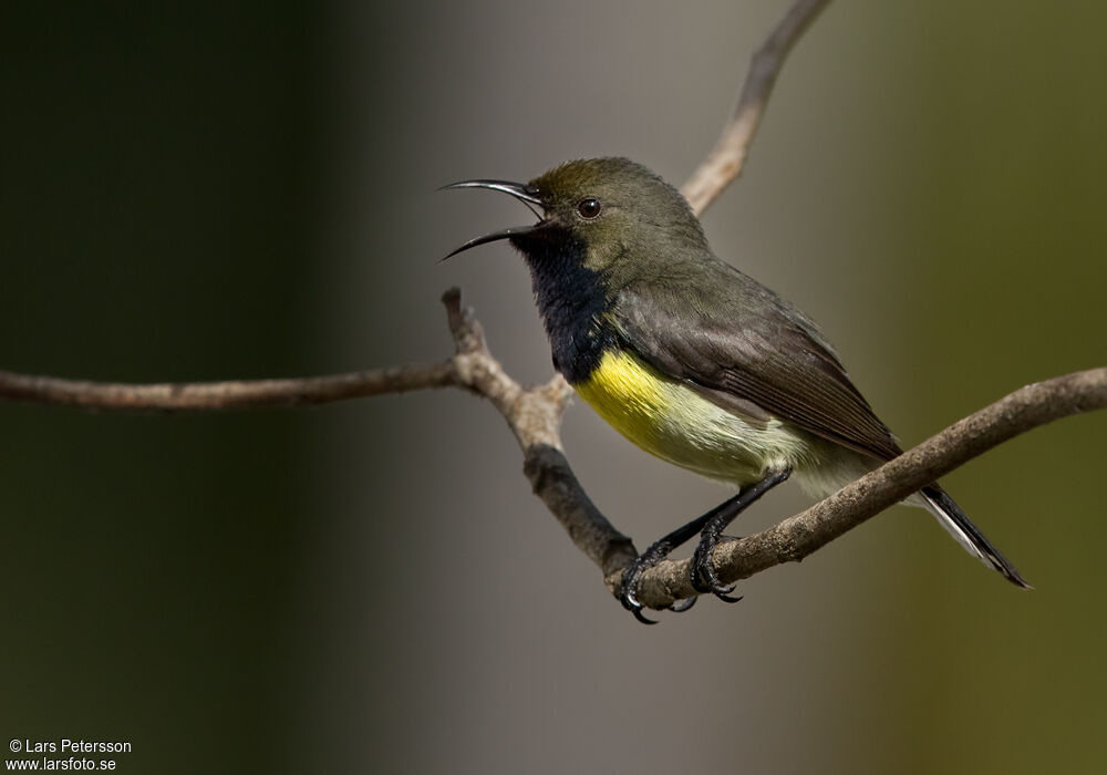 Newton's Sunbird