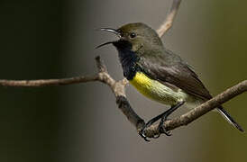 Newton's Sunbird