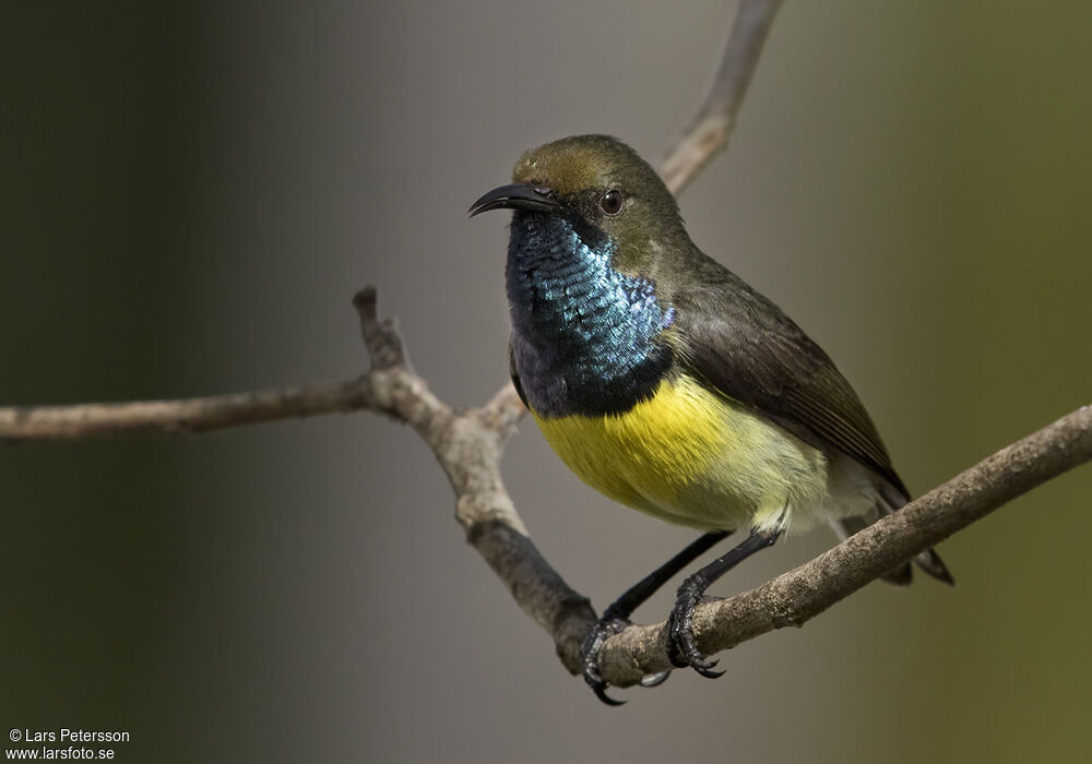 Newton's Sunbird