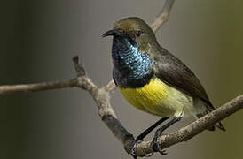 Newton's Sunbird