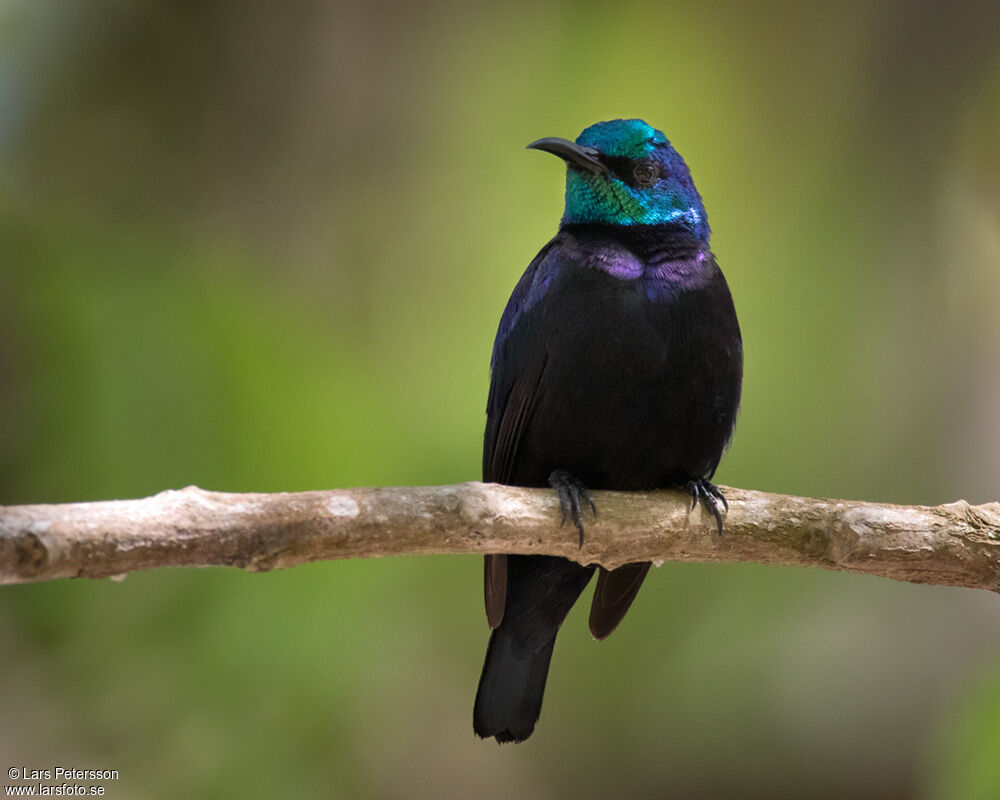 Pemba Sunbird