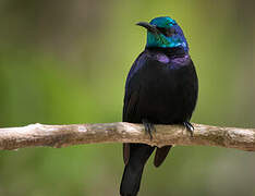 Pemba Sunbird