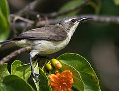 Pemba Sunbird