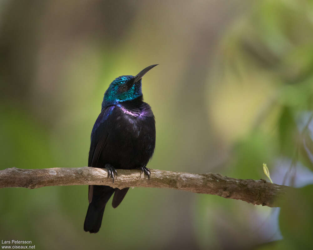 Souimanga de Pemba mâle adulte, identification