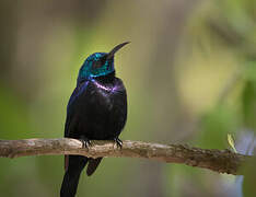 Pemba Sunbird