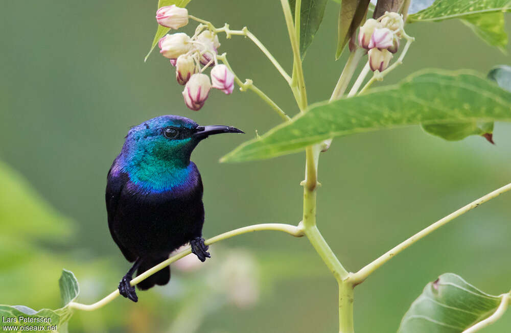 Pemba Sunbird male adult