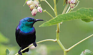 Pemba Sunbird